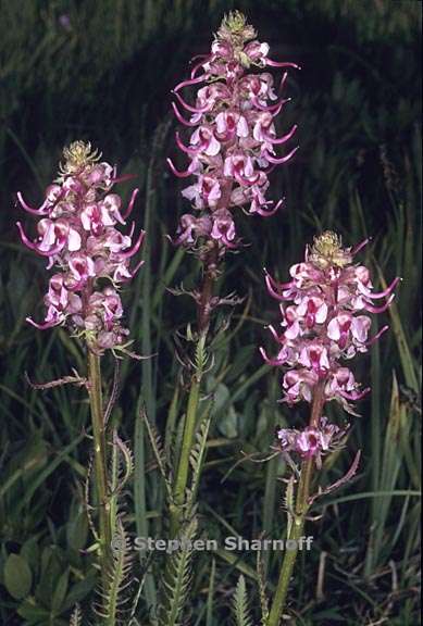 pedicularis groenlandica 1 graphic